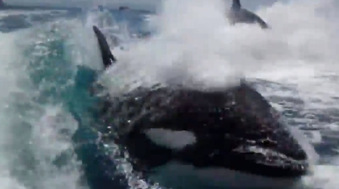 nyheter_2013_Killer_whale__Killer_Whale