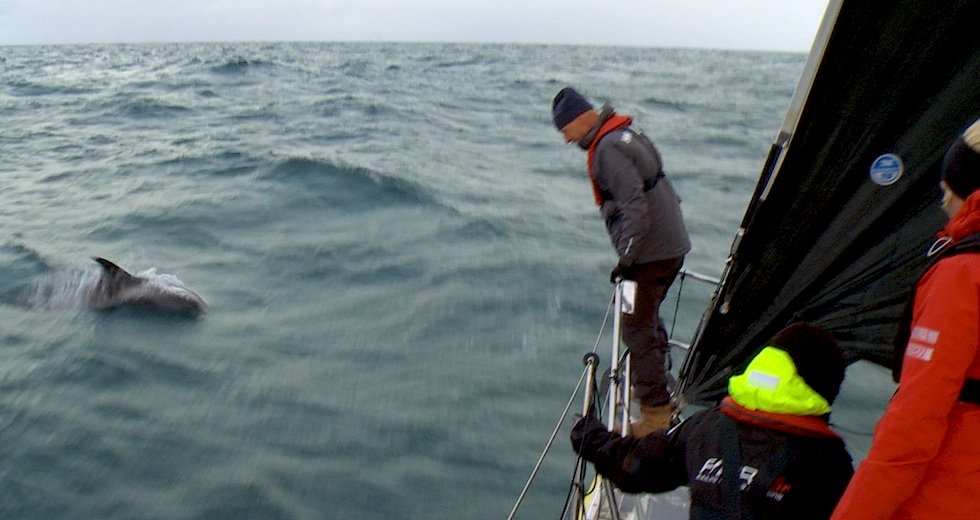 Reportage_2014_Upptacktsresan_Orkney_Delfiner_artikel
