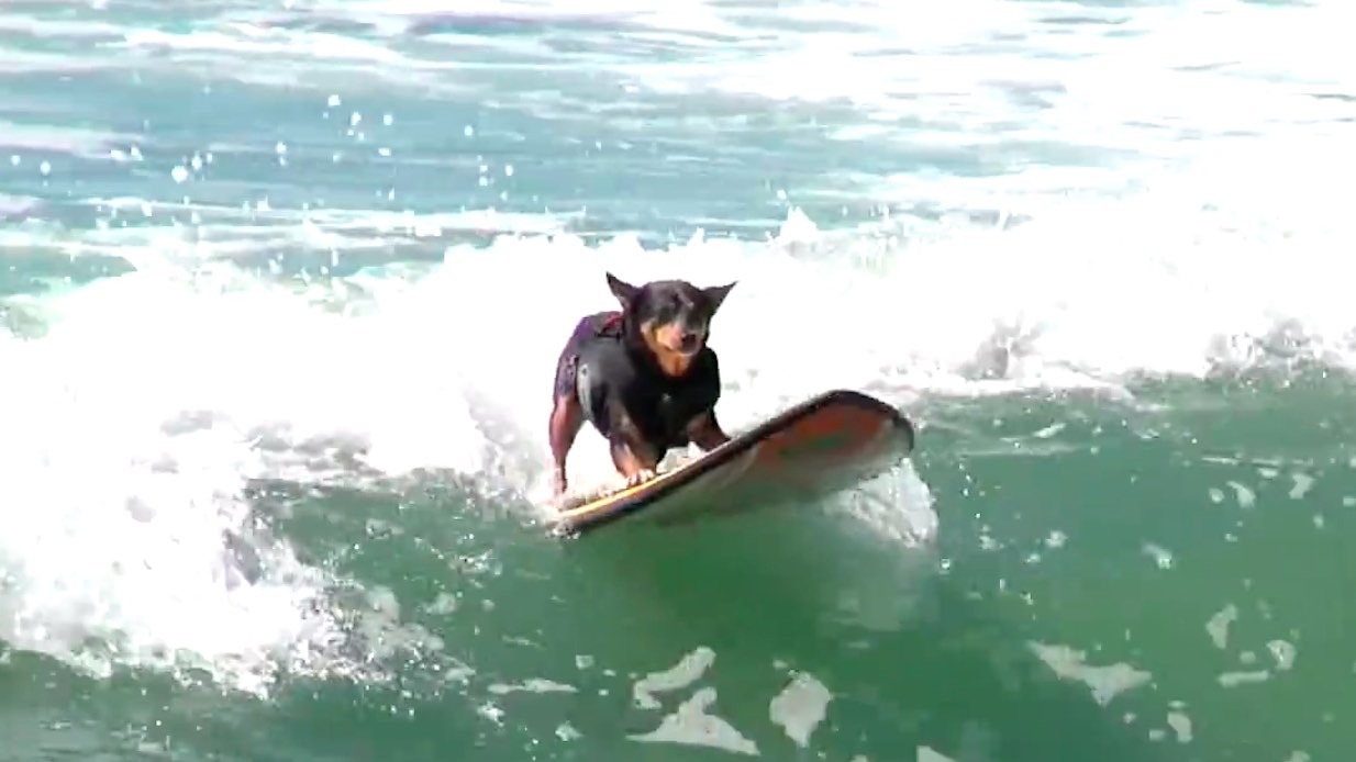 Vattensport_2016_Hundsurfing_Ingang_HundSurfIngang