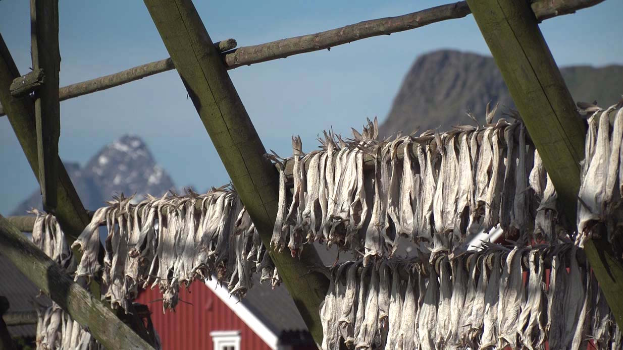 Reportage_2016_LofotenUpptResa_Del6_Ingang_puff_torrfisk
