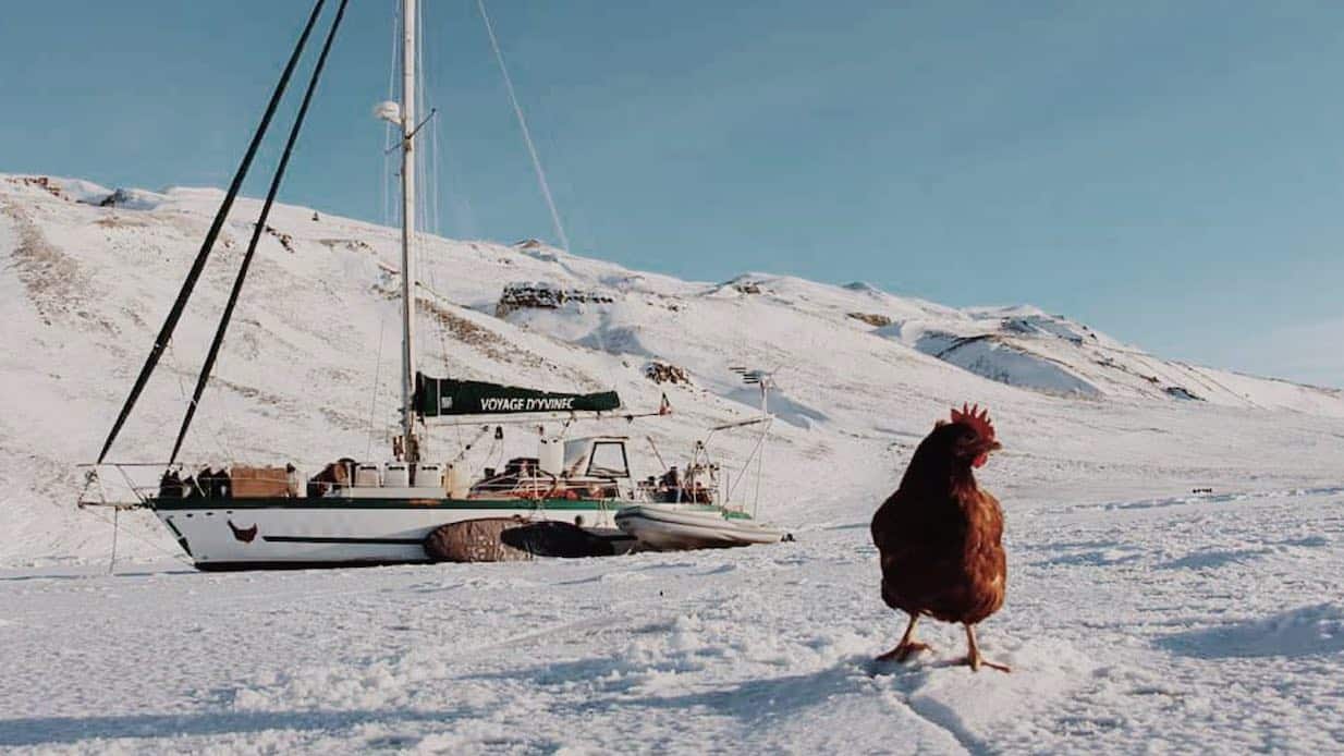 Around the world with a hen