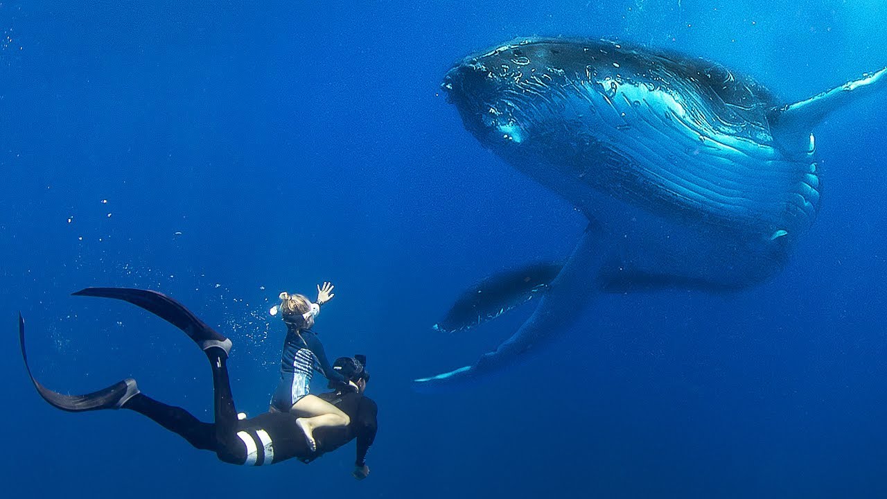 Small kids swimming with big whales
