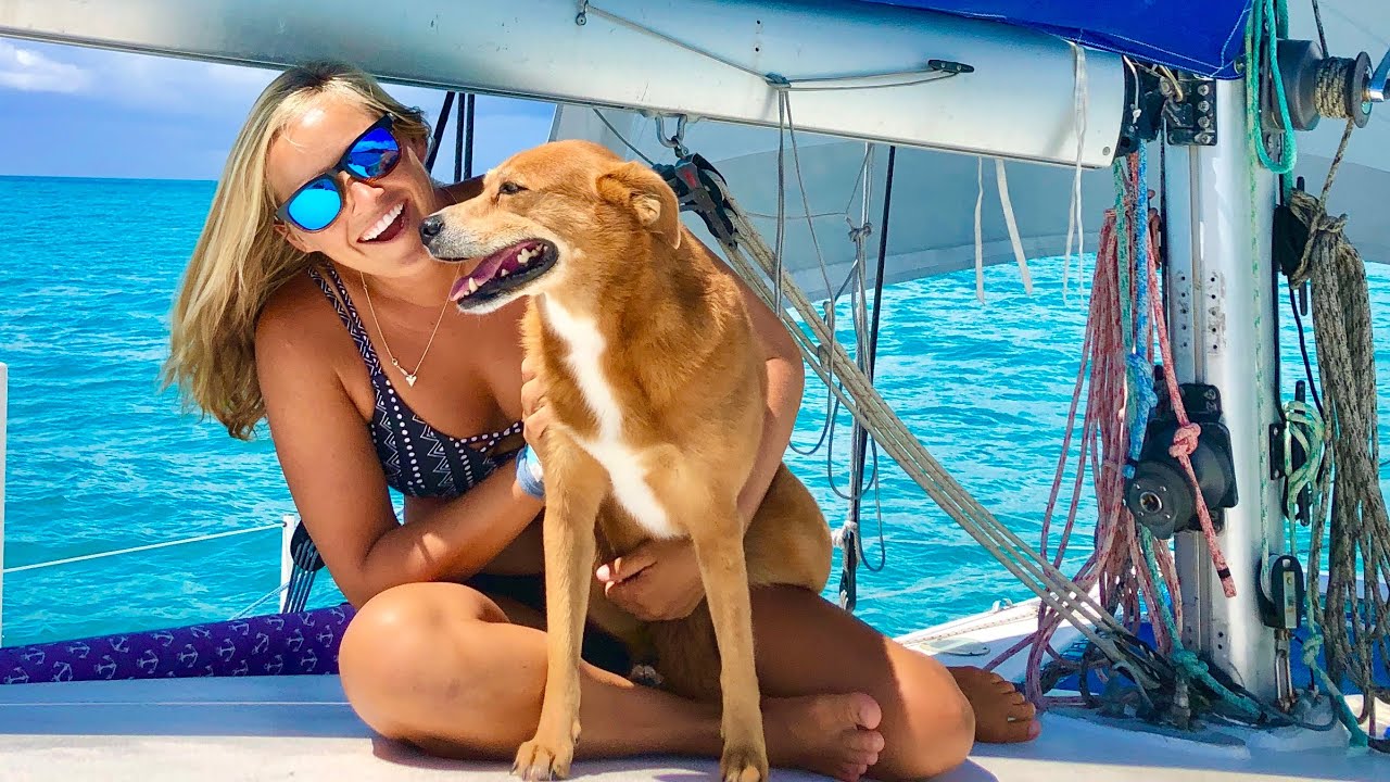 Dog onboard