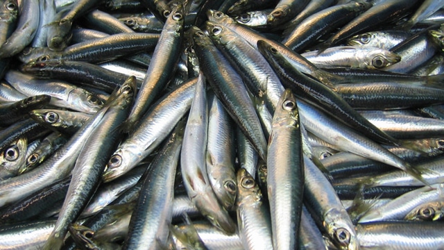 sill-fiske-eu-stromming