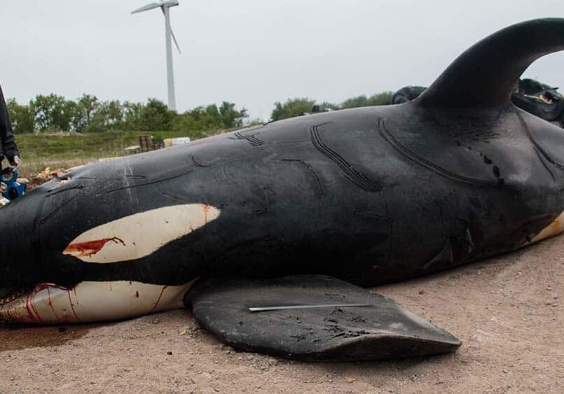 Den döda späckhuggaren i Hunnebostrand är den första som hittats sedan 1800-talet, nu ska den bli föremål för forskning.
Fotograf: Jimmie Lindell