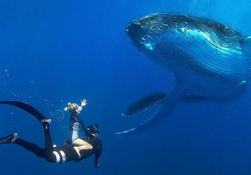Small kids swimming with big whales