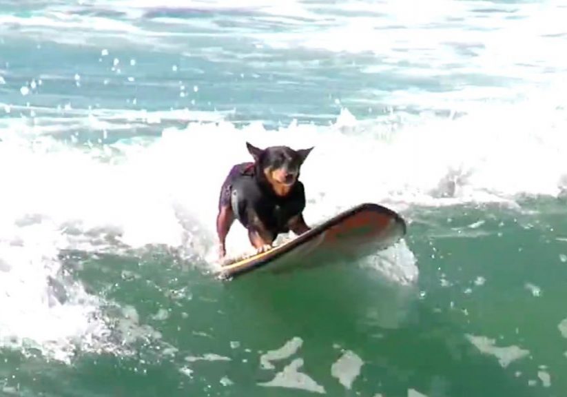 Vattensport_2016_Hundsurfing_Ingang_HundSurfIngang