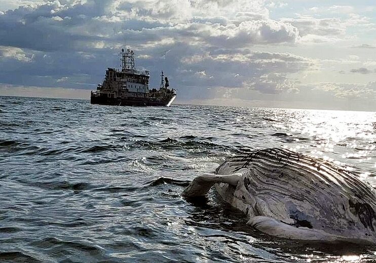 Här bogseras den döda knölvalen till Skanörs hamn för att lyftas upp på släp och tas till kremering.
Foto: Kustbevakningen/Peter Boussard